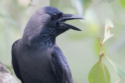 iNaturalist image
