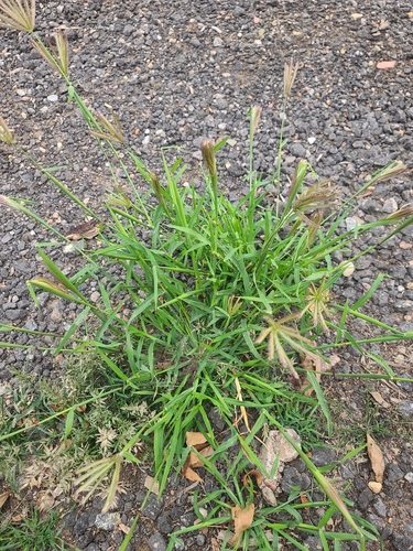feather finger grass