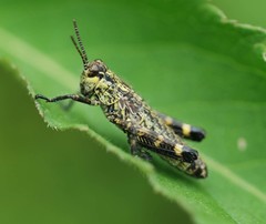 Ognevia sergii