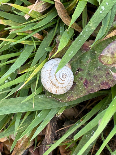Cernuella virgata observed 2026-10-23