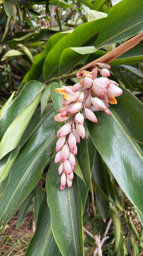 Alpinia zerumbet observed 2026-10-21