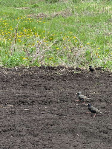 iNaturalist image