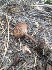 Pseudoomphalina angelesiana