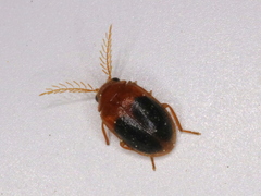 Prionocyphon discoideus