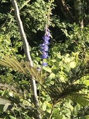 Delphinium carolinianum