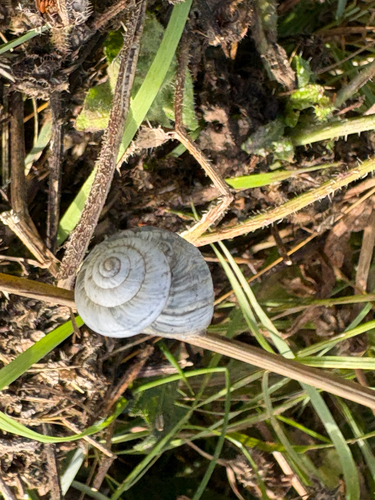 Cernuella virgata observed 2026-10-23