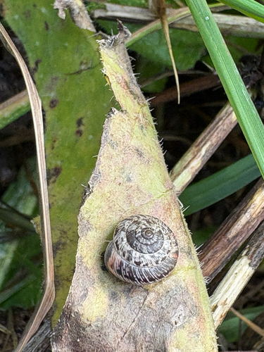 Xeroplexa intersecta observed 2026-10-23