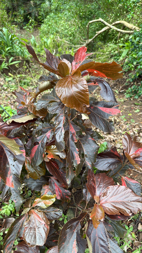 Acalypha amentacea observed 2026-10-21