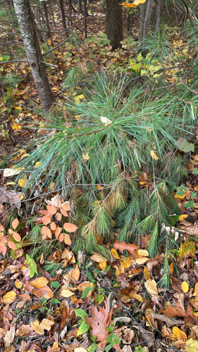 eastern white pine photograph by the iNaturalist community