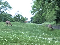 Odocoileus virginianus macrourus