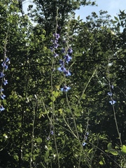 Delphinium carolinianum