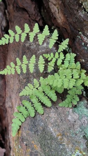 Woodsia mollis (Woodsia mollis)