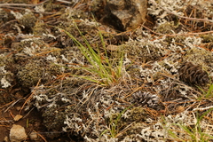 Carex rossii