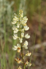 Lupinus sulphureus
