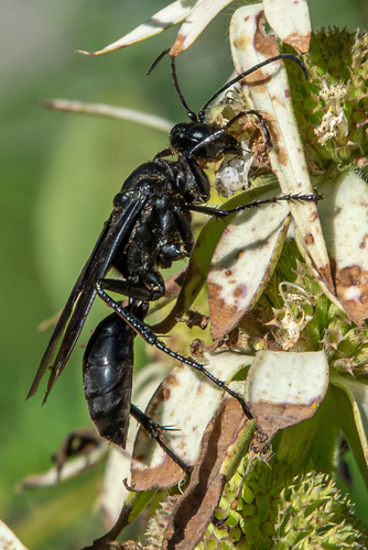 Great Black Digger Wasp