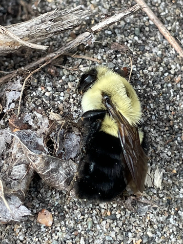 Common Eastern Bumble Bee photograph by the iNaturalist community