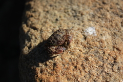 Pilumnoides perlatus