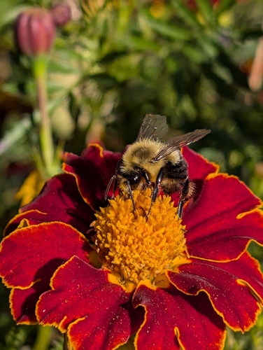 Common Eastern Bumble Bee photograph by the iNaturalist community