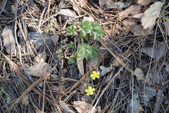 Potentilla rhyolitica