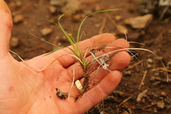 Carex rossii