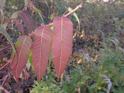 staghorn sumac photograph by the iNaturalist community