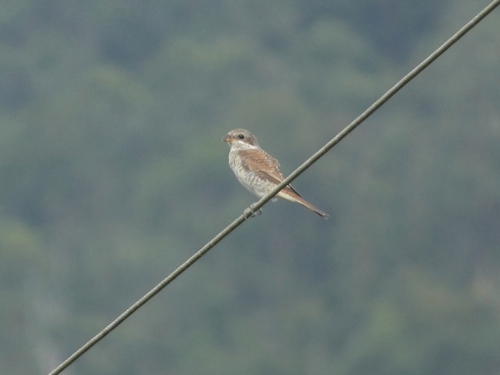 iNaturalist image