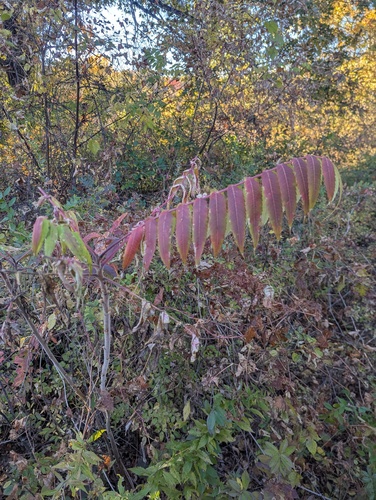 staghorn sumac photograph by the iNaturalist community