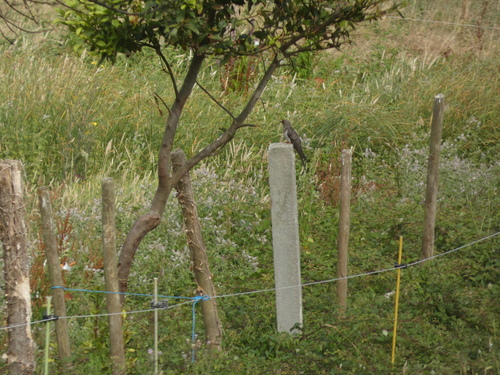 iNaturalist image