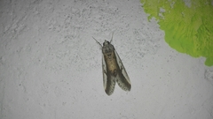 Euscirrhopterus poeyi
