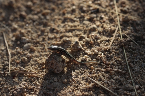 Common Wall Lizard photograph by the iNaturalist community