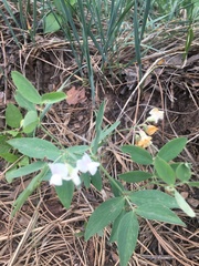 Lathyrus lanszwertii