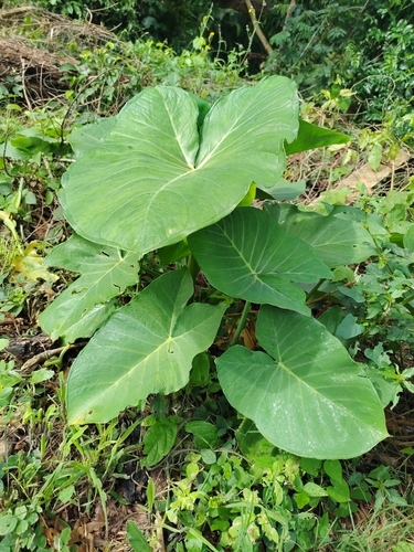 Xanthosoma sagittifolium observed 2026-10-23