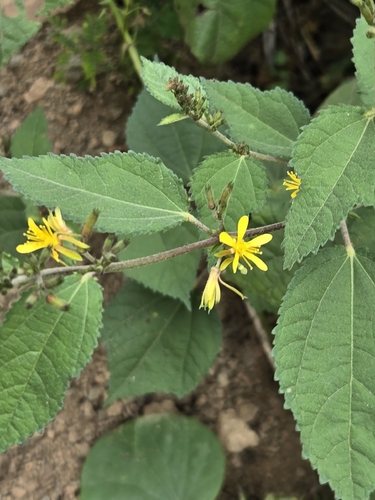 Triumfetta semitriloba observed 2026-10-23