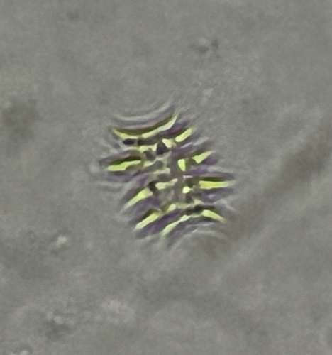 Scenedesmus observed 2026-10-19