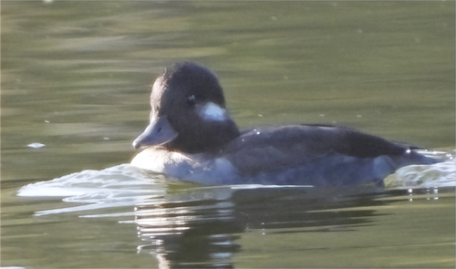 Bufflehead photograph by the iNaturalist community