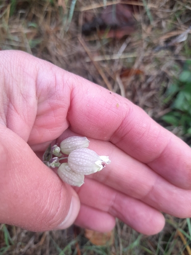 bladder campion photograph by the iNaturalist community