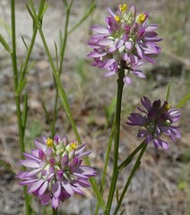 Polygala curtissii