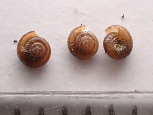 Punctum pygmaeum, 2026-10-23