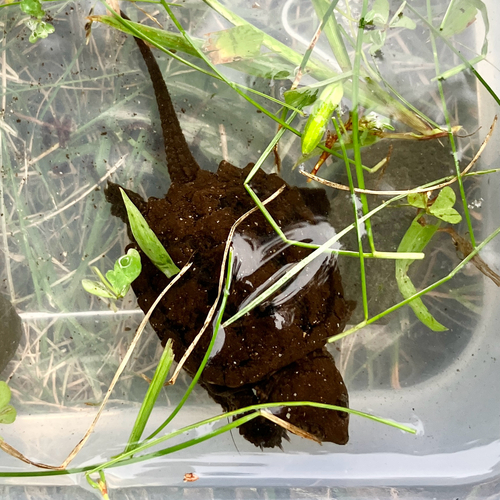 Common Snapping Turtle photograph by the iNaturalist community