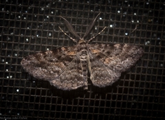 Boarmia suasaria