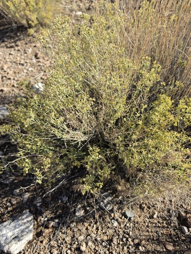 sticky snakeweed