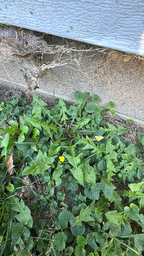 common dandelion photograph by the iNaturalist community
