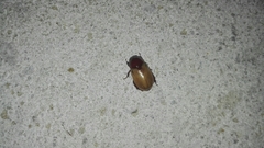 Cyclocephala melanocephala