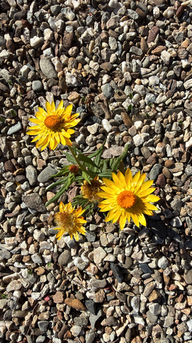 Xerochrysum bracteatum observed 2026-10-24