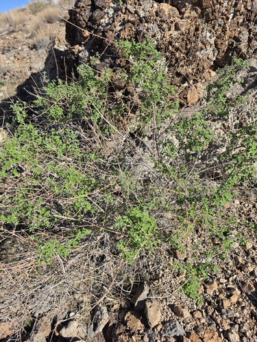 Wright's beebrush