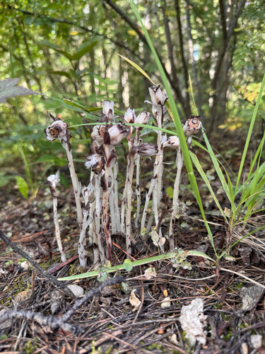 Ghost Pipe photograph by the iNaturalist community