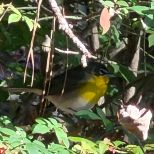 Yellow-breasted Chat