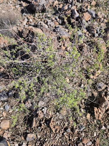 Wright's beebrush