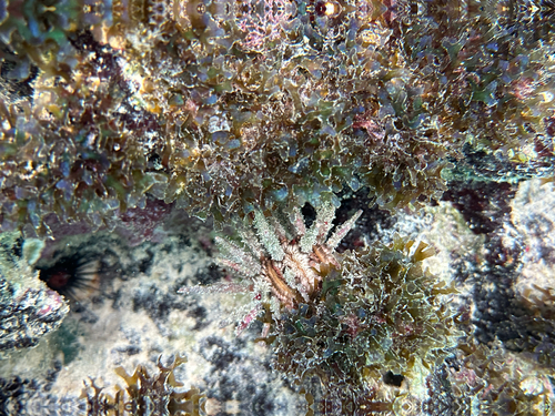 Eucidaris tribuloides observed 2026-10-23