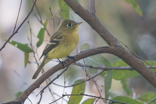 Western Flycatcher